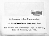 Synchytrium taraxaci image